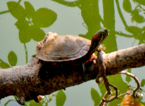 Rùa tai đỏ có ở hồ Gươm