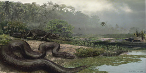 Loài rắn khổng lồ theo ước tính của các nhà nghiên cứu nặng khoảng 1.140 kg và dài khoảng 13 m. Loài rắn này không độc như rắn cuộn mồi, thường sống ở các khu rừng nhiệt đới ở Nam Mỹ khoảng 60 triệu năm về trước.