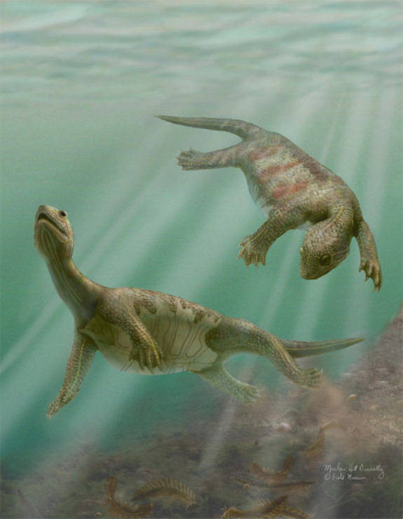Cho đến ngày nay, loài rùa cổ xưa  nhất được biết đến là loài rùa sống ở vùng biển của Trung Quốc, cách đây 220 triệu năm. Loài này có đặc điểm là bụng được bảo vệ bởi một lớp vỏ, còn lưng thì giống như một chiếc áo giáp.