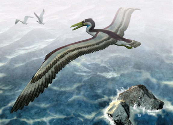 Đây là loài chim cổ đại có kích thước gần bằng chiếc máy bay nhỏ, khu vực sống của nó là nước Anh ngày nay. Loài này sống cách đây 50 triệu năm.