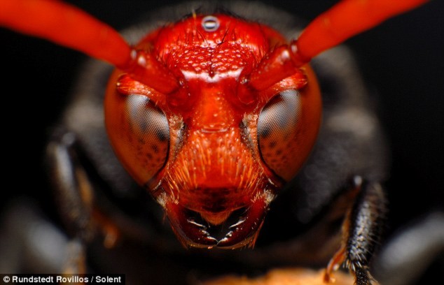 Một loài ong lạ kì với đôi mắt và khuôn mặt rực lửa.