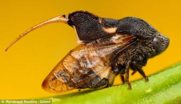 Loài bọ Machaerotid Spittle sở hữu chiếc đuôi độc.