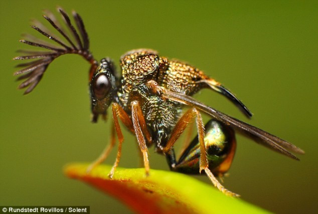 Loài ong Eucharitid có cái đầu bắt mắt, trông giống như đang mặc trang phục trình diễn.