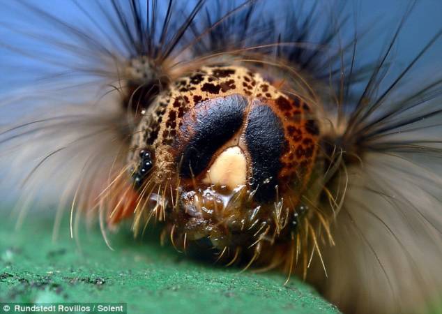 Cận cảnh một con sâu bướm., với những chiếc lông vươn ra đầy mãnh lực.