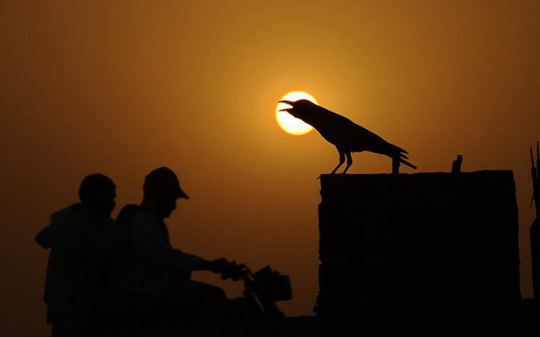 Một con quạ đang kêu dưới nắng hè nóng tới 45 độ C ở Lahore, Pakistan.