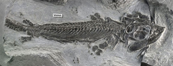 Quái vật biển lưỡng cư đầu tiên được tìm thấy