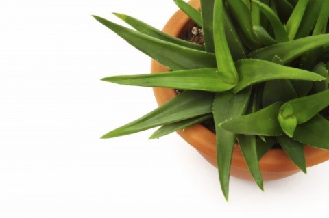 Nha đam Cây thuốc quý từ sa mạc nha đam, lô hội, cây thuốc, Bài chọn lọc,