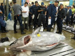 Con cá ngừ nặng kỷ lục ở Nhật