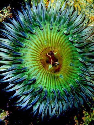 Đẹp tuyệt vời sinh vật trong lòng đại dương