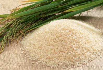 Gạo không cần nấu, ngâm nước là thành cơm