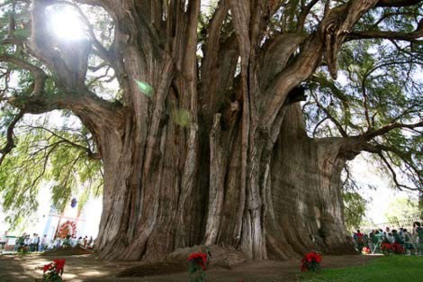 Những cây cổ thụ bí hiểm nhất thế giới