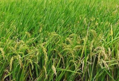 Nông dân Việt Nam lo lắng vì giá gạo xuất khẩu giảm