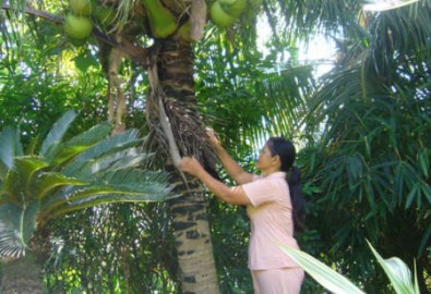 Thu nhập cao từ dừa dứa