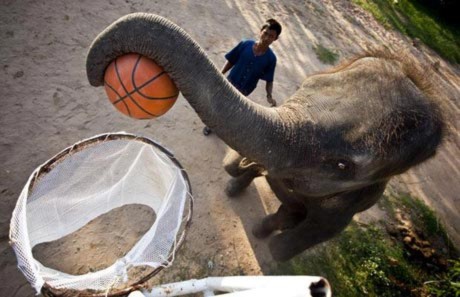 Sau khi nghe hiệu lệnh, con voi ném bóng vào rổ.