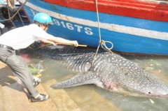 Bắt được cá nhám nặng khoảng 1,5 tấn trên vùng biển Quy Nhơn