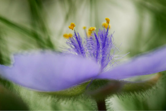 Một loài hoa đồng cỏ có bông nhỏ chừng 3cm
