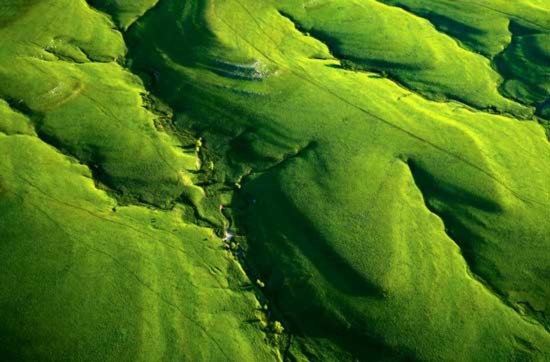 Thảm cỏ tươi xanh mướt trên những triền đồi và thung lũng rải rác từ Oklahoma tới Manitoba nước Mỹ trên diện tích 1 triệu km2.