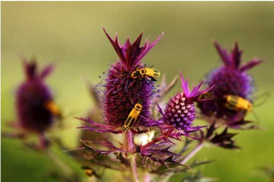 Những con bọ mùa hè đang chăm chỉ kiếm ăn trên những đóa hoa eryngo (Eryngium leavenworthii) màu tím.