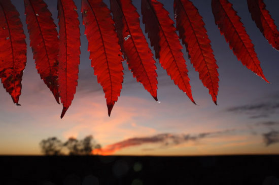 Những chấm đen bắt đầu xuất hiện trên những chiếc lá cây thù du đỏ rực báo hiệu mùa mới lại sắp tới.