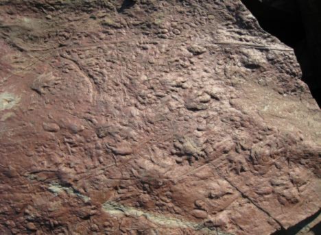 Fossil discovery proves reptiles were first vertebrates on dry land
