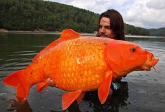 Bắt được cá vàng khổng lồ ở Pháp