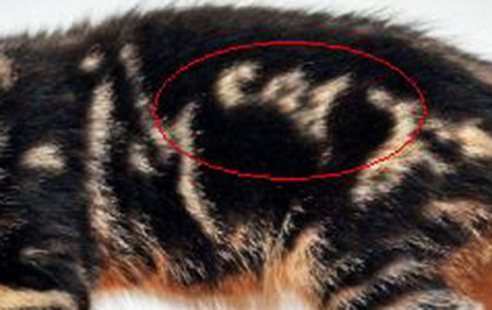 Chú mèo mang bộ lông hình chữ ‘Cat’