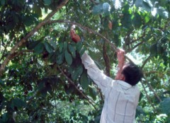 Làng “Sóc” và câu chuyện kỳ thú về trái Loòng Boong