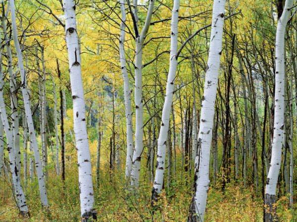 Những hàng cây bạch dương vùng Colorado. Ảnh: National Geographic.