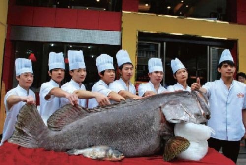 Chú cá nặng 301 kg, dài 2,1 mét