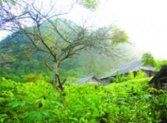 Bản làng thấp thoáng bên hoa ngô đồng