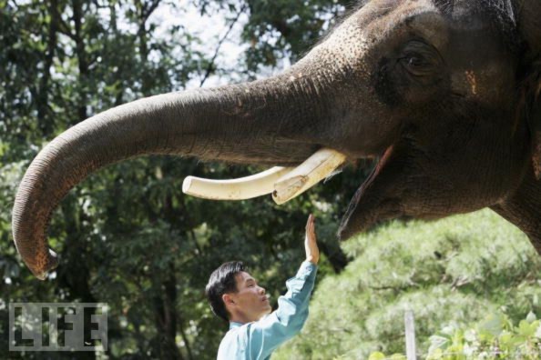 Gặp chú voi biết nói tiếng Hàn