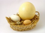 Ăn Trứng Ngỗng Có Sinh Được Con Theo Ý Muốn?