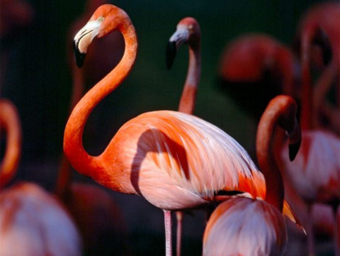 Flamingo males are both loving husbands and attentive fathers. They congregate in flocks that can number in the hundreds of thousands, but flamingos generally remain monogamous for life. A male dutifully follow his spouse’s lead in selecting a nesting site and then aids in the construction of the mud nest. Both take turns incubating their single egg and defending the nest, and both share duties in rearing the hatchling.