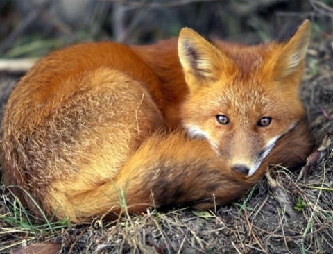 Male red foxes are attentive dads, playing excitedly with their pups and bringing food home for the whole family. After about three months, though, the gravy train stops and the young foxes must find their own meals. Dad doesn’t let them go hungry, however—he hides food nearby, helping teach the pups to sniff out a snack.