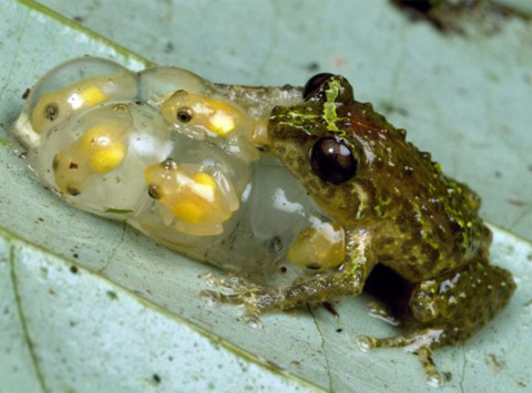 Doing his fatherly duty, a male Oreophryne frog in Papua, New Guinea, cradles his clutch and two newly hatched froglets. Each night the male Oreophryne embraces the egg mass, possibly to keep it moist or to protect it from small predators like insects.