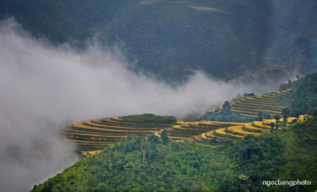 Tây Bắc và những bậc thang vàng trong mây trắng