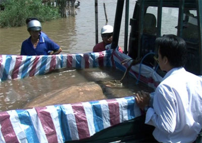 An Giang: Bắt được cá đuối khổng lồ dài gần 3m