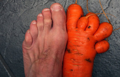 “Bàn chân 5 ngón” trên ruộng cà rốt