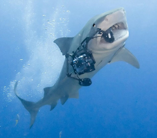Cá mập "cướp" camera của nhiếp ảnh gia