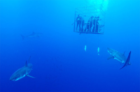 Đoàn làm phim phát hiện đàn cá mập