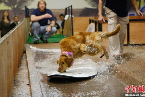 Chó cũng thi lướt ván