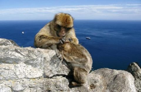 Loài khỉ Barbary (macaca sylvanus) là loài linh trưởng duy nhất sống ở châu Âu. Tuy nhiên, loài này hiện chỉ còn khoảng 200 cá thể đang số trên đảo Rock of Gibraltar.