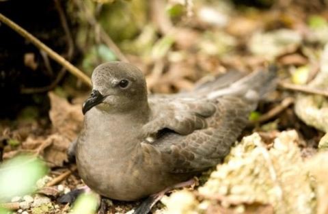 Chim hải âu Henderson (pterodroma atrata) sống trên đảo Henderson và một số đảo khác ở Nam Thái Bình Dương.