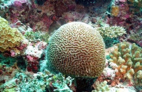 Loài san hô ctenella (ctenella chagius) quý hiếm được tìm thấy ở Chagos Archipelago, Ấn Độ.