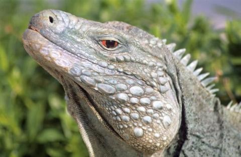 Loài cự đà xanh (cyclura lewisi) hiện chỉ còn 25 cá thể sống trên đảo Cayman.