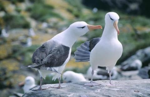 Chim hải âu lớn cánh đen (thalassarche melanophrys) trên đảo Falkland ở Nam Đại Tây Dương.