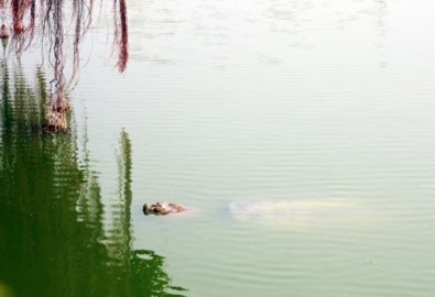 Cụ rùa Hồ Gươm lại nổi