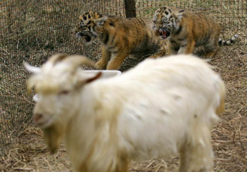 Mối quan hệ giữa dê và hai con hổ khiến cả ba trở nên nổi tiếng trong vườn thú.