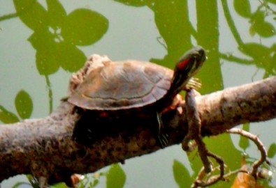 Diệt trừ rùa tai đỏ ở hồ Gươm như thế nào