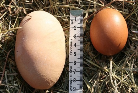 Quả trứng gà to gấp đôi trứng gà bình thường